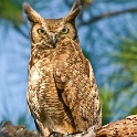 390_Great Horned Owl